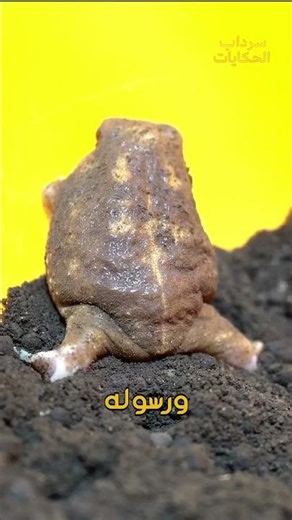 🐸 الضفدع الأسود الغاضب والدفاع عن نفسه