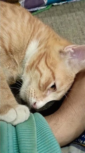 Bagera loves to play😘#shorts #short #cats #viral #viralshorts #viralvideo