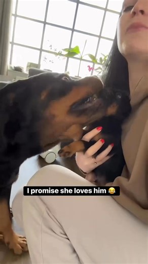 288K views · 2.1K reactions | someone here is jealous #dogs #puppy #rottweiler #griffon #funny #rottweilerdog | Rottweiler Lover | Facebook
