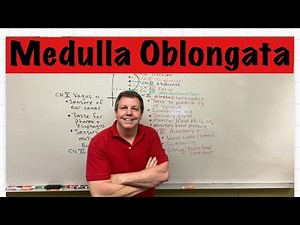 Medulla Oblongata