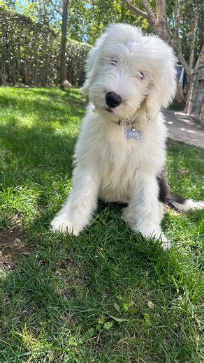 June 2025 Look Back. Mark and Niki Blumenthal with son Owen and their beloved corgi Harvey. Precious Pet Bailey, The Not-So-Mini "Mini" Sheepadoodle with a Giant Heart. Joeli Gutfleisch - Building Community: Ventura County Neurodivergent Adults Meetup group gathers in different locations Kevin Barrett Supports Local Racing Prodigy and family friend, Mateo Siderman,at Lamborghini Westlake California Strong hosted its Spring Soirée at Calamigos Ranch. Resident Veronica Hu attended with her company