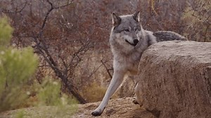 Slow Motion Wolf Jumping On Rock Stock Footage Video (100% Royalty-free) 3434884365 | Shutterstock