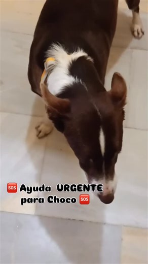 asociación salvemos podencos on Instagram: "🆘 AYUDA URGENTE PARA CHOCO 🆘 ACTUALIZACION ❤️‍🩹 Sus facturas veterinarias ascienden a 1.276 € .😓 Nos queda por reunir 344€. Cualquier aportación nos ayudará a poder afrontar el pago. 🙏 Os pasamos este vídeo de esta mañana dos días después de su delicada intervencion en el cuello para sacarle el cuerpo extraño. ❤️‍🩹 Choco a primera hora no tenia mucho apetito pero después se ha ido animando a comer. Durante quince días tiene que estar con dieta bl