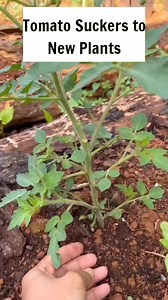 Paano Patubuin ang Sanga ng Kamatis #plantingtips #garden #gardeninspiration | Urban Gardening DIY