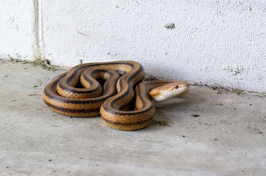5 Ways to Snake-Proof Your Garage, According to Experts — Best Life