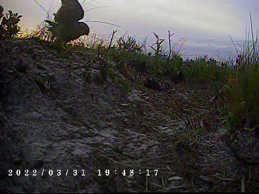 While recently in the field, our Florida grasshopper sparrow crew captured video of a rarely seen event -- mating burrowing owls! Named the 2022 American Birding Association #BirdOfTheYear, burrowing owls are pint-sized birds that live in open, treeless areas. Unlike most other owls, these long-legged birds are active day and night and spend most of their time close to the ground or even underground where they nest in burrows. In Eastern North America they are found only in Florida, where this s