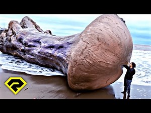 15 Strange, Unbelievable Things That Have Found Their Way to the Ocean That Have Baffled Scientists!