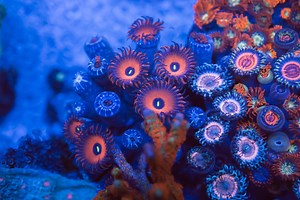 How do corals reproduce? - Institut océanographique