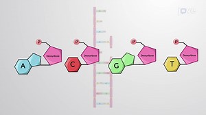 Video: The DNA Helix