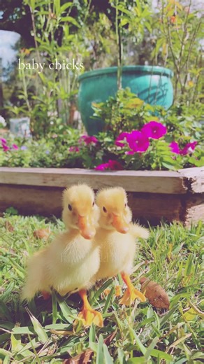 Baby chicks 🐤 #fyp #baby #chickennuggets #adorable #pup | baby chicks