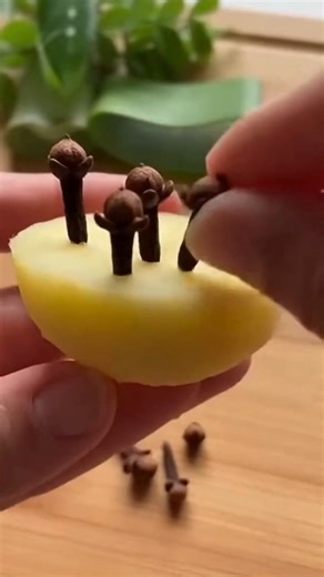 How to Grow Cloves at Home the Simple Way and Enjoy Their Aroma Year-Round Cloves are among the world’s most aromatic spices, treasured for their warm, sweet fragrance and powerful flavor. While they typically grow in tropical climates, many gardeners are surprised to learn that cloves can be grown at home with the right approach. Whether you live in a warm region or want to raise them indoors as a fragrant potted tree, cloves can reward you with beauty, aroma, and eventually your own spice harv