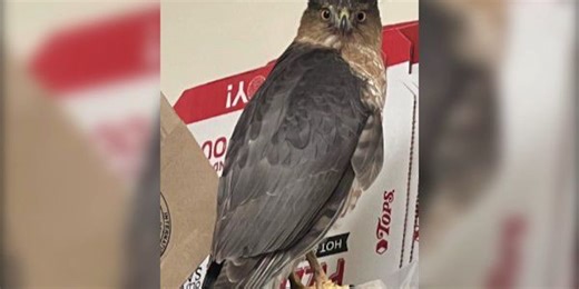 Hungry hawk had hankering for deli food