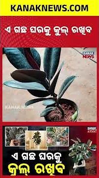 Is Your Room Too Hot? Try This Low-Maintenance Indoor Plant for Natural Air Cooling!
