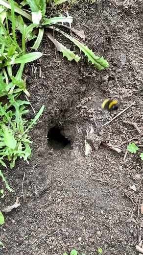 Sweet bumble take a tumble 😂 #fy #beetok #savethebees #calmtok #cottagecore