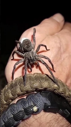 This Spider Carries 100 Babies on Her Back 😱🕷 #Shorts
