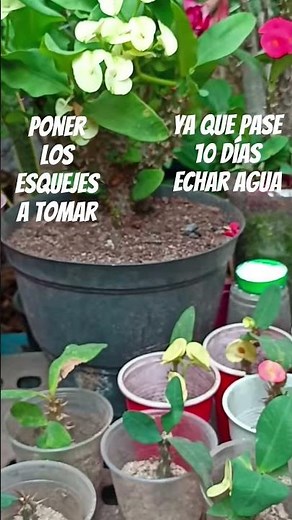 How to plant crown of Christ cuttings for effective rooting