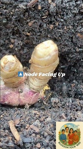 🌿 Right Time to Plant Turmeric in Adelaide | Turmeric Planting Tips