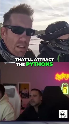 Python Hunt: Luring Giant Snakes with a Fake Wound! #shorts