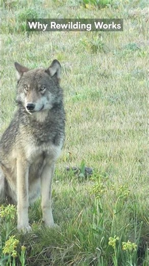 Why Rewilding Works