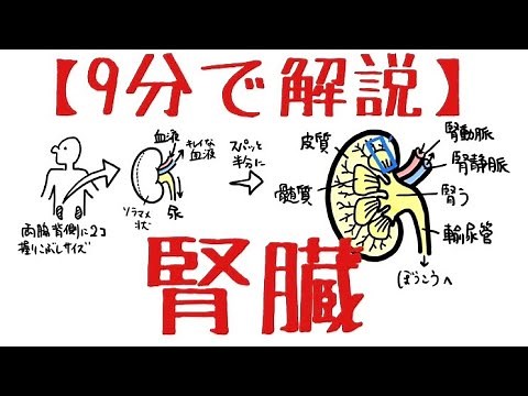 生物基礎 第3章 腎臓