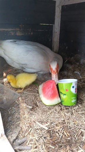 🙏🏽 Gratitude is one of the simplest and most powerful forces shaping our evolution as it actively rewires the nervous system toward safety, connection, and expansion. When we practise gratitude, the brain shifts from threat-based vigilance into openness. This calms the amygdala, boosts dopamine and serotonin, and strengthens the prefrontal cortex, the part of us responsible for wisdom, perspective, and conscious choice. In this regulated state, we become more creative, compassionate, and resil