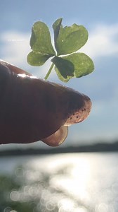 748 reactions · 30 shares | ~ Four-Leaf Clover ✨ Wishing you love, luck, & peace.  ~ #fourleafclover #clover #goodvibes #goodluck #love #peace #peaceful #nature #positivevibes #tropical #plants #Trifolium #plantsmakepeoplehappy #goodday | Ema Arius | Facebook