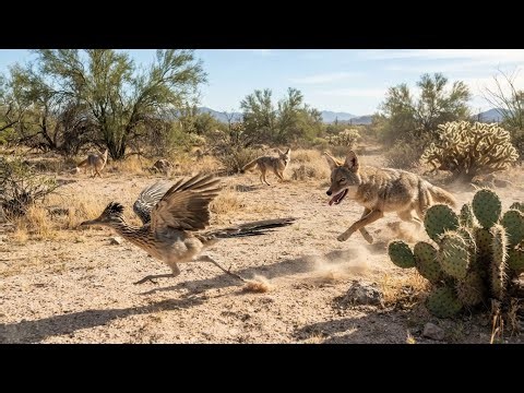 3 Coyotes vs 1 Roadrunner | The Chase Gets Intense