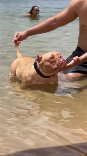 American bully micro - Mini Tasty tomando banho na lagoa #cachorro #americanbully #cachorro #pets