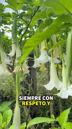 ⚠️ “El borrachero es tan bello como peligroso, cura si lo respetas… pero puede hacerte daño si lo olvidas.” 🌸 | Plantas Y Remedios”