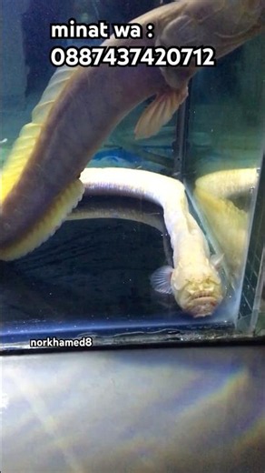 dragon goby /belut naga asli indonesia #dragongoby #belutnaga #fishing