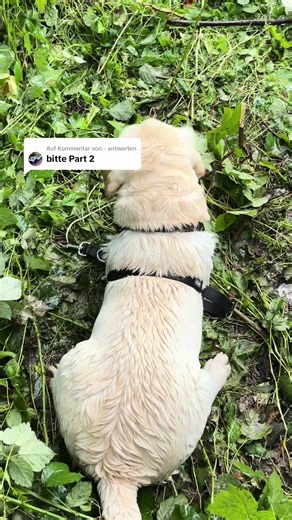 Tipps zur Hundehaltung in stressigen Situationen