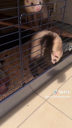 Deciding on a New Cage for My Ferrets