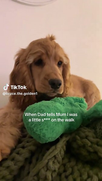 #cockerspaniel #doggo #doglove #puppyeyes #puppylover