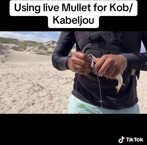 Tips for Using Live Mullet in Kob/Kabeljou Fishing