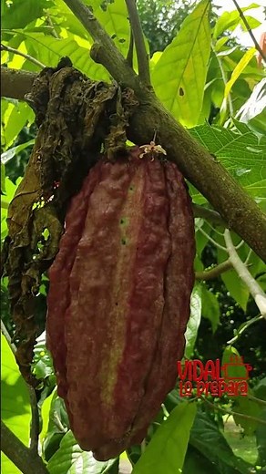 Beneficios del Cacao | El Superalimento que Transforma tu Energía y tu Salud.