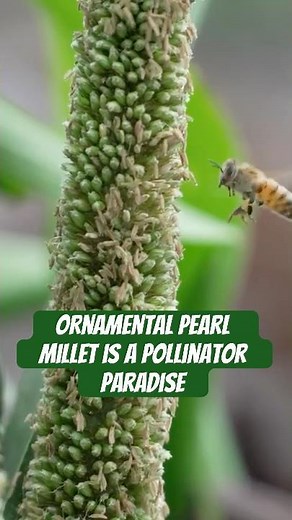 Is Ornamental Pearl Millet the Perfect Plant for Every Landscape? 🌾 Easy, Drought & Pest Resistant!