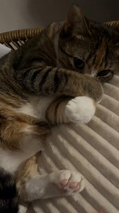 Cat Scuba Trend: Adorable Feline Adventures