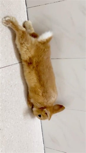 The Perfect Sploot! 🐰✨ 10/10 Form.#bunny #rabbit #shorts #cutebunny #rabbitlife #kelinci #ジブリ