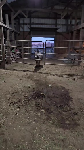 A little donkey bray to make your day! #donkeys #howiethecrabandfriends | Laura Porter