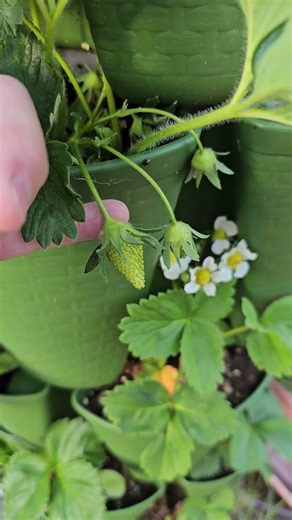 Strawberry Leaf Discoloration? What is it? #garden #strawberries #growingstrawberries #greenstalk