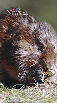 Calgary homeowners struggle with rodent problems