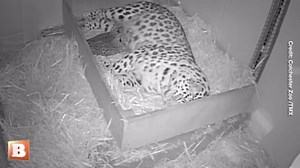 56K views · 585 reactions | Colchester Zoo celebrated the birth of two rare Amur leopard cubs, born to mother Esra on November 24th. This rare arrival offers hope for the critically endangered species, with fewer than 100 left in the wild. | Breitbart | Facebook