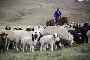 Livestock and the environment