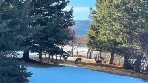 Southeast Bozeman dealing with urban deer overpopulation as numbers continue to grow