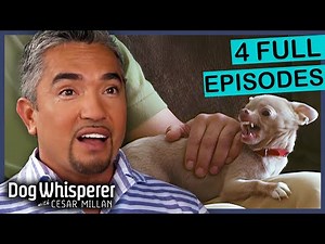 3 Hour Dog Whisperer S4 Marathon! | Full Episodes | Dog Whisperer With Cesar Millan