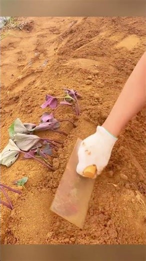 Grow Sweet Potatoes at Home: Simple Horizontal Planting Trick #shorts #plantingtips