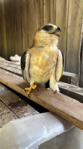 falcon sounds to scare birds😱🦅#shorts #hawk #birds #eagle #animals #wildlife