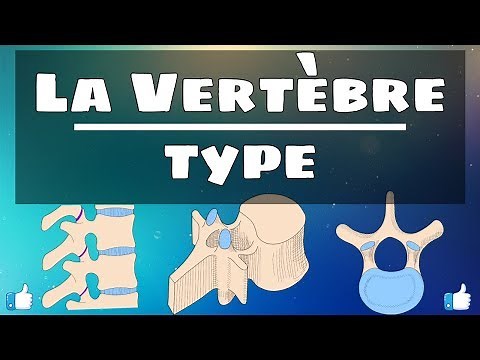 Anatomie du rachis | Vertèbre type