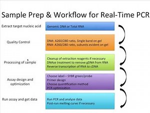 The qPCR Sample Preparation and Workflow