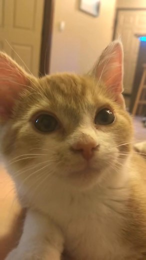 9.5K views · 498 reactions | Mango when we first got him, love his little meow✨✨#kitten #memory #spongebob #mango | mangothekitten | Facebook